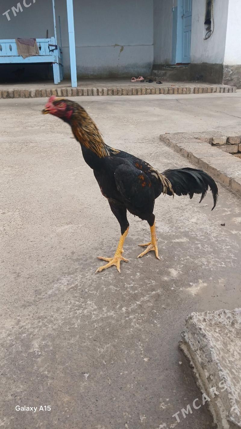 YAS JUJE - Керки - img 1