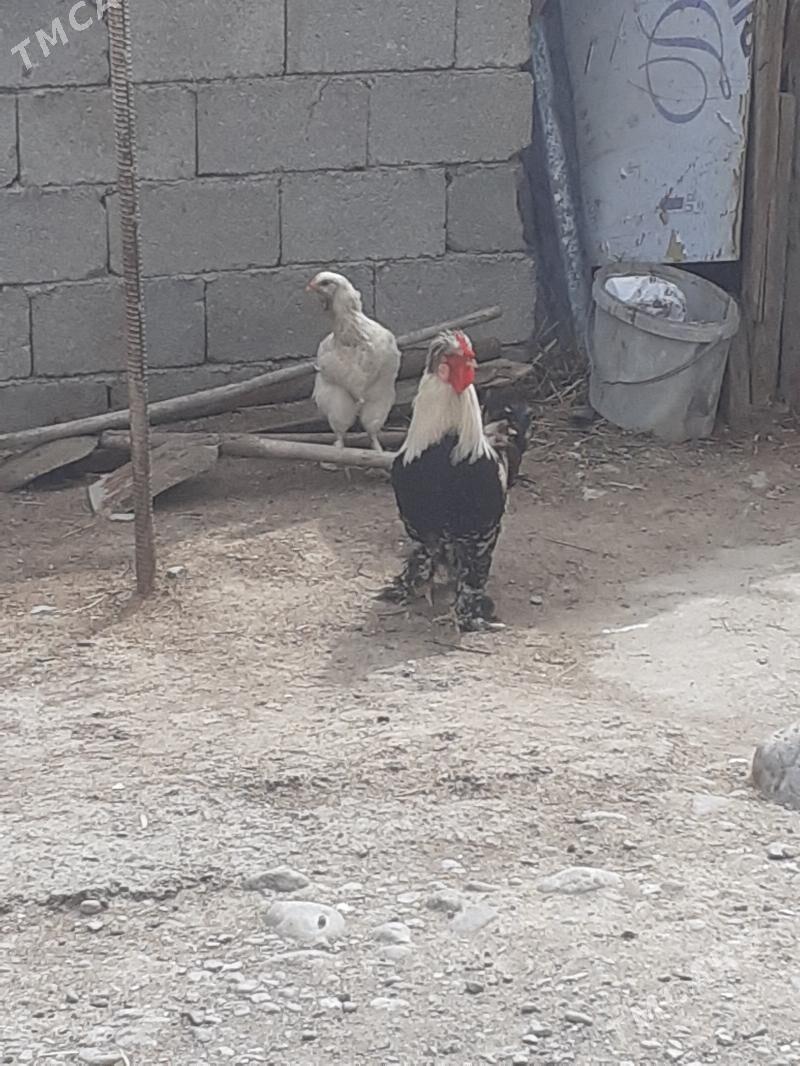 balgar - Büzmeýin - img 1