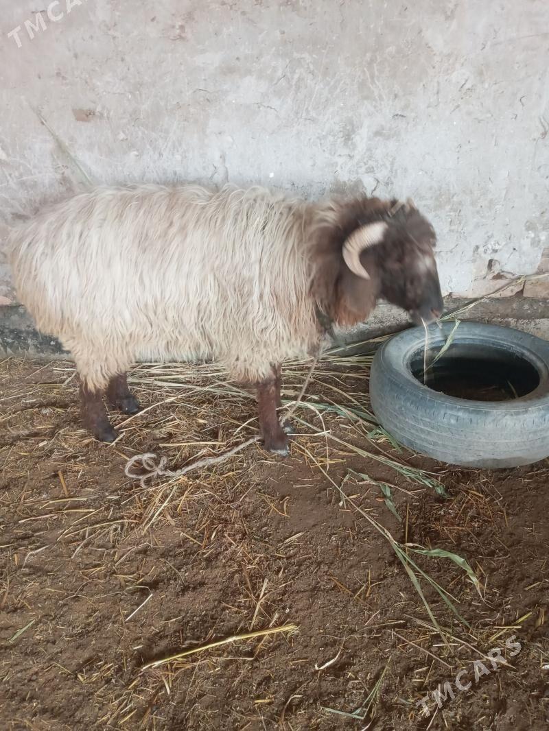 Yaş goç - Daşoguz - img 1