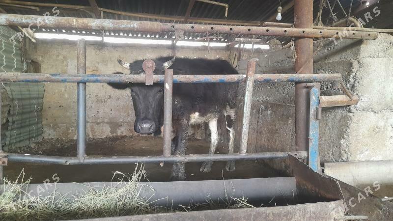 tuwe - Bäherden - img 1