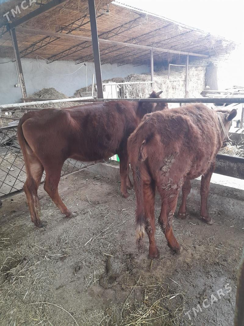 Сыгыр ве унажын - Чарджоу - img 1