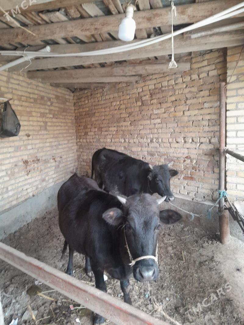 унажынлар догмадык - Чарджоу - img 1