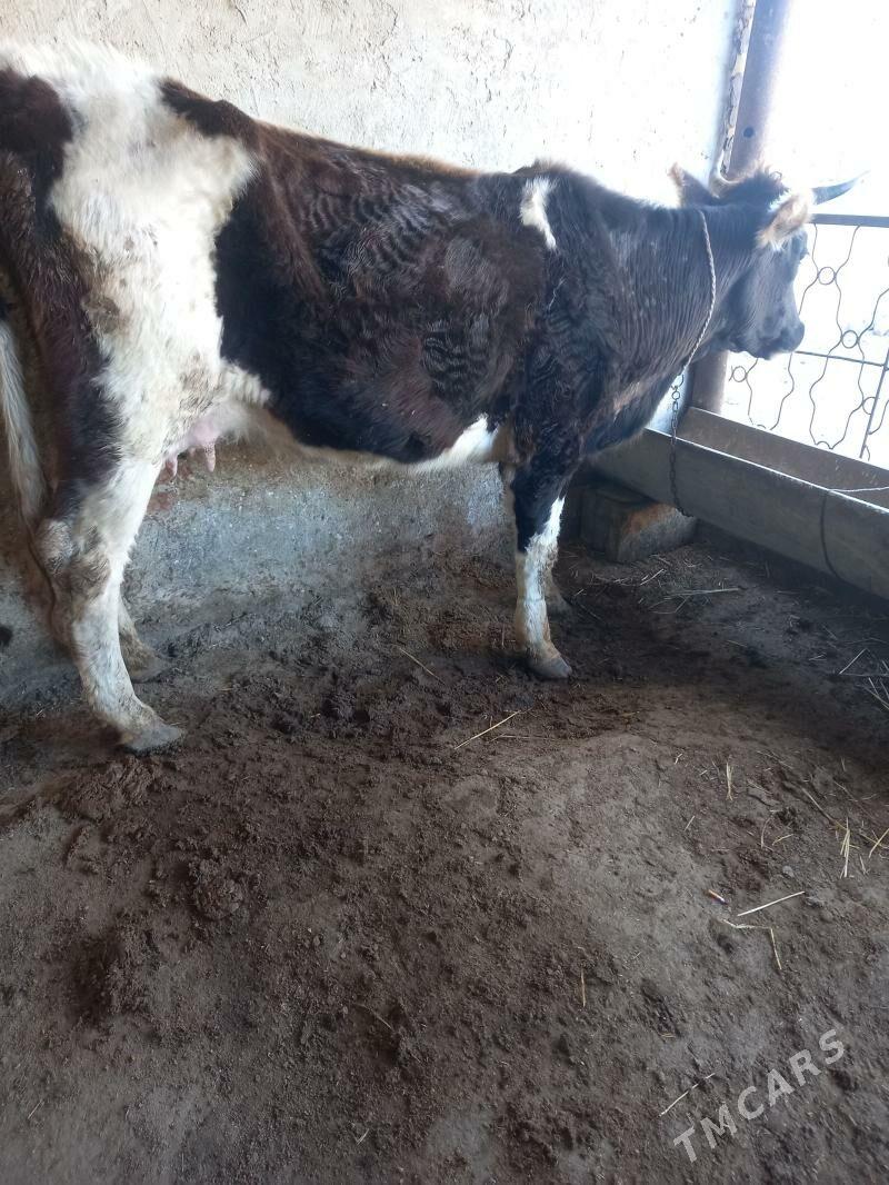 Goleli sygyr - Gyzylarbat - img 1