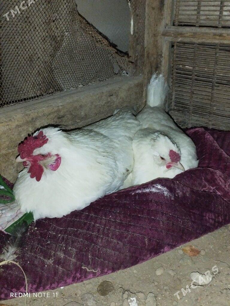 kyrk kekeç Ÿaponçik - Туркменабат - img 1