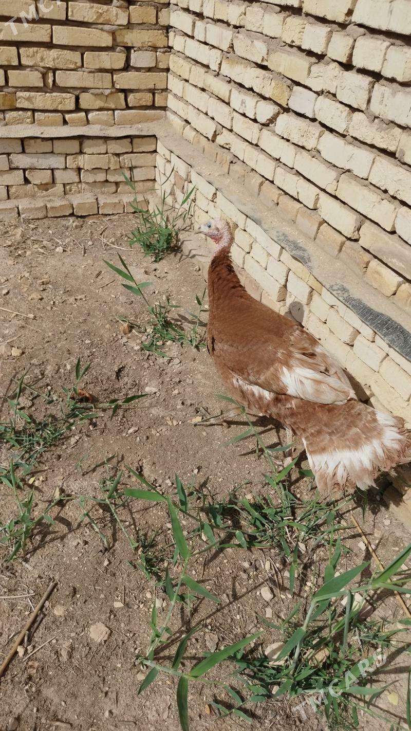 induk mäki owwan Paroda - Ýolöten - img 1