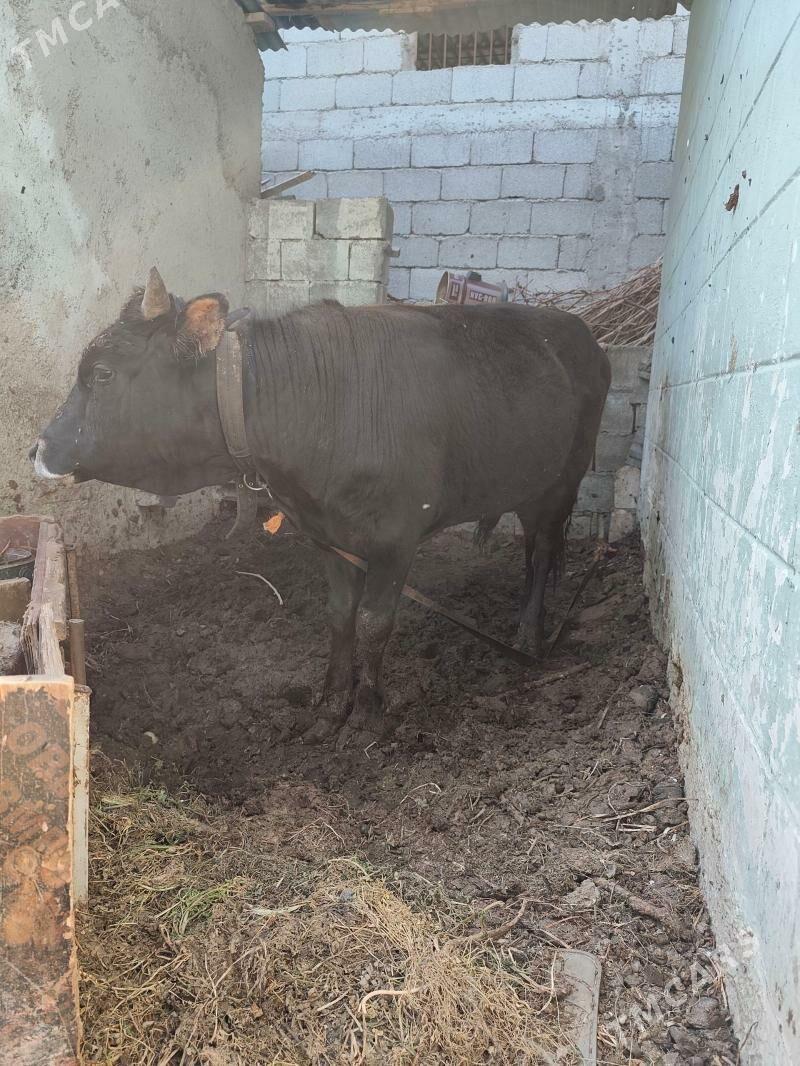 Okvz - Бузмеин - img 1