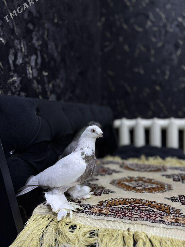 Голуби - Туркменабат - img 1