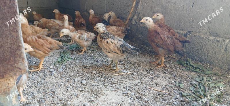 Towuk juje - Кака - img 1