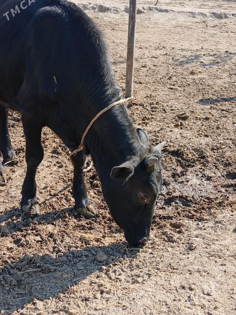 tuwe - Gökje - img 1