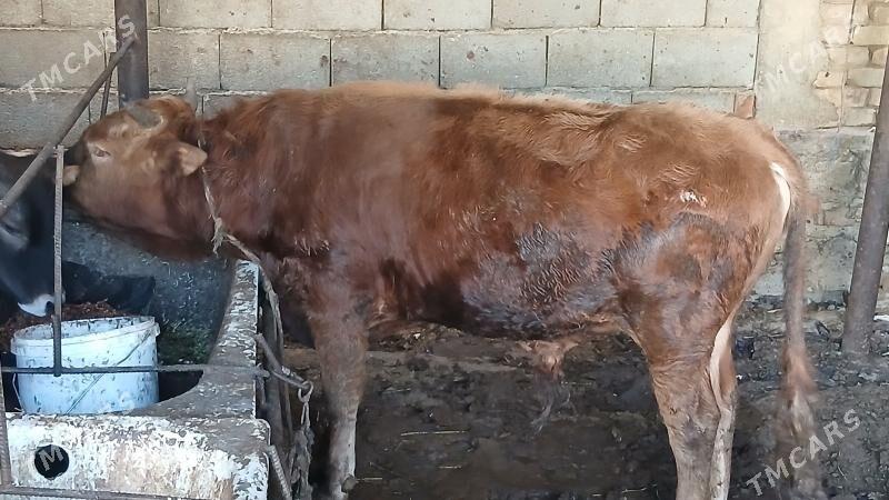 Öküz - Ашхабад - img 1