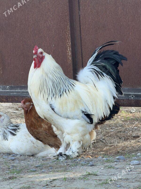 brama horozlar - Aşgabat - img 1