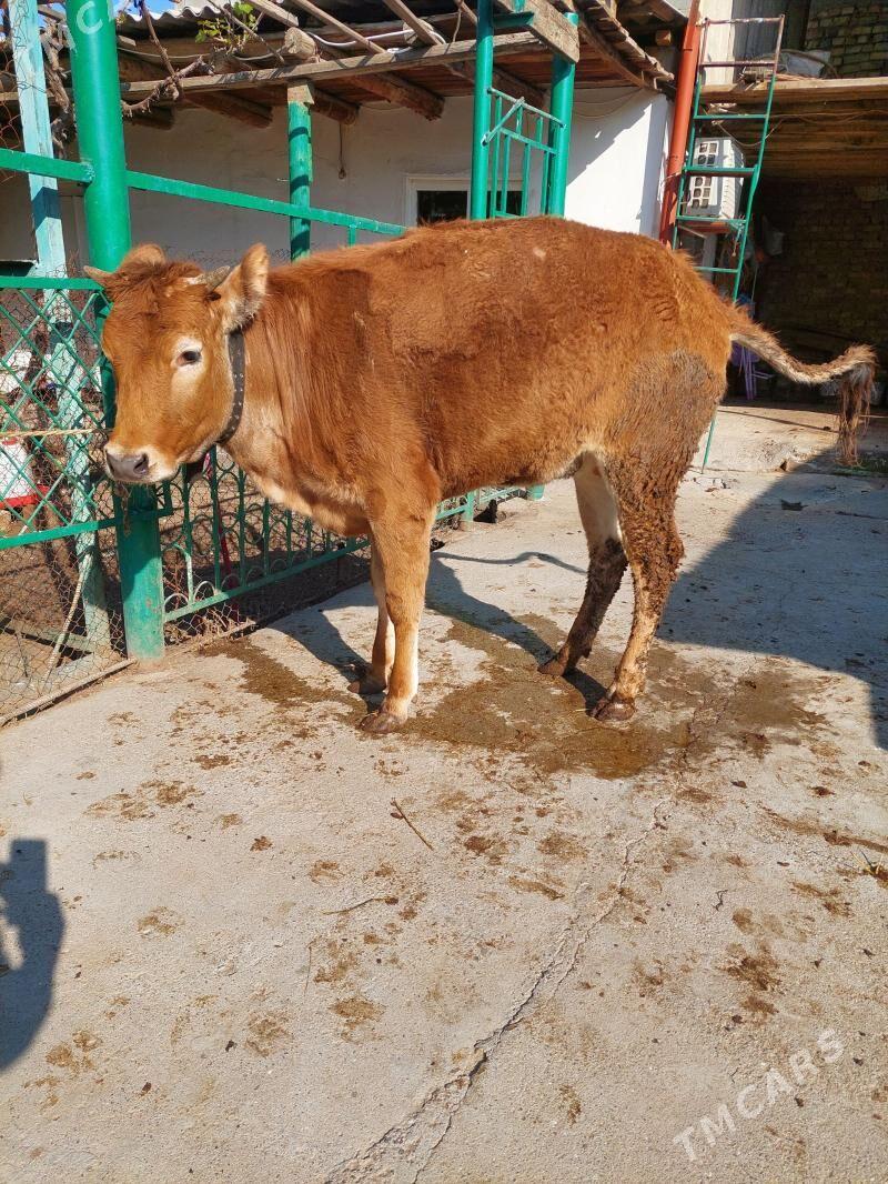 tüwe - Hitrowka - img 1