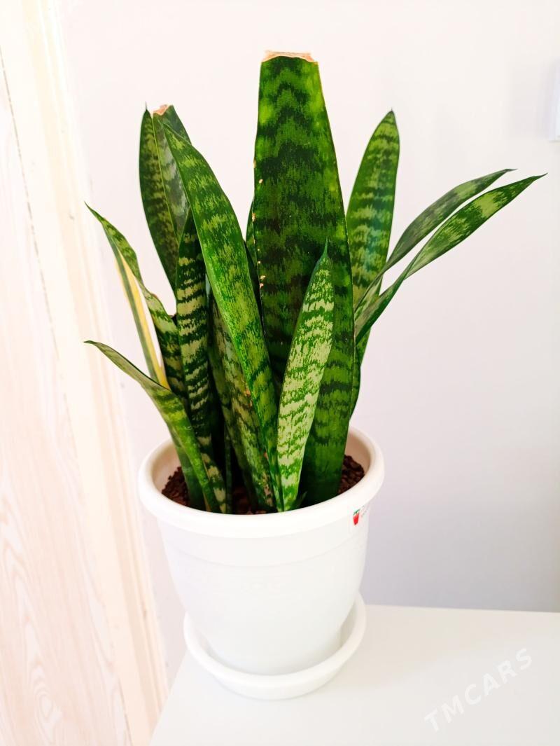 Сансевиерия детки - Гёкдже - img 1