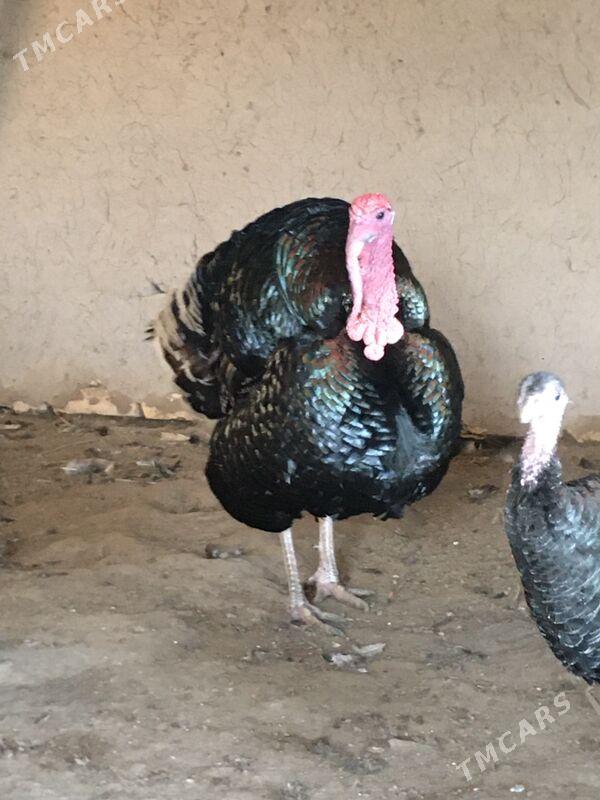 ınduk - Шабатский этрап - img 1