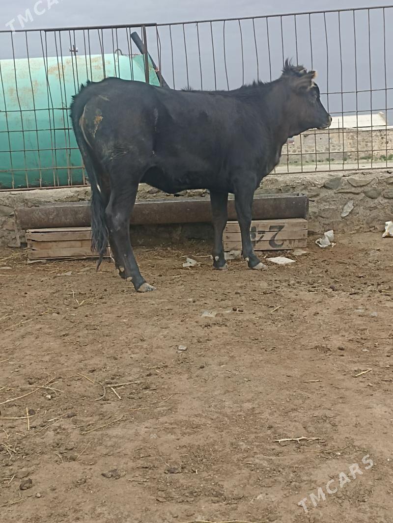 Gacar bakylan - Bereket - img 1