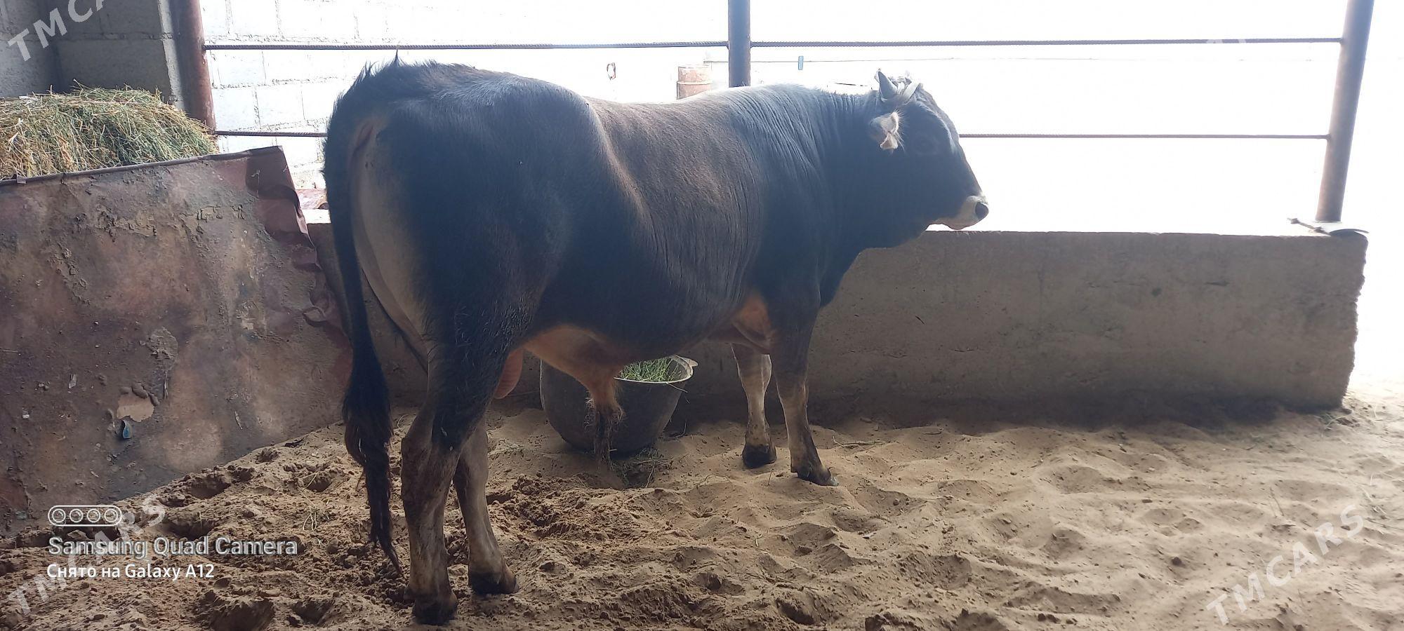 okuz - Gumdag - img 1