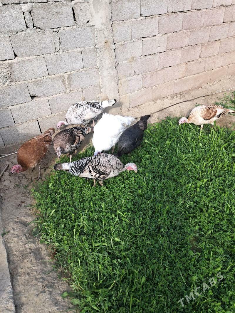 induk - Bäherden - img 1