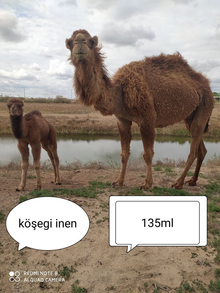 köşekli düye - Mary - img 1