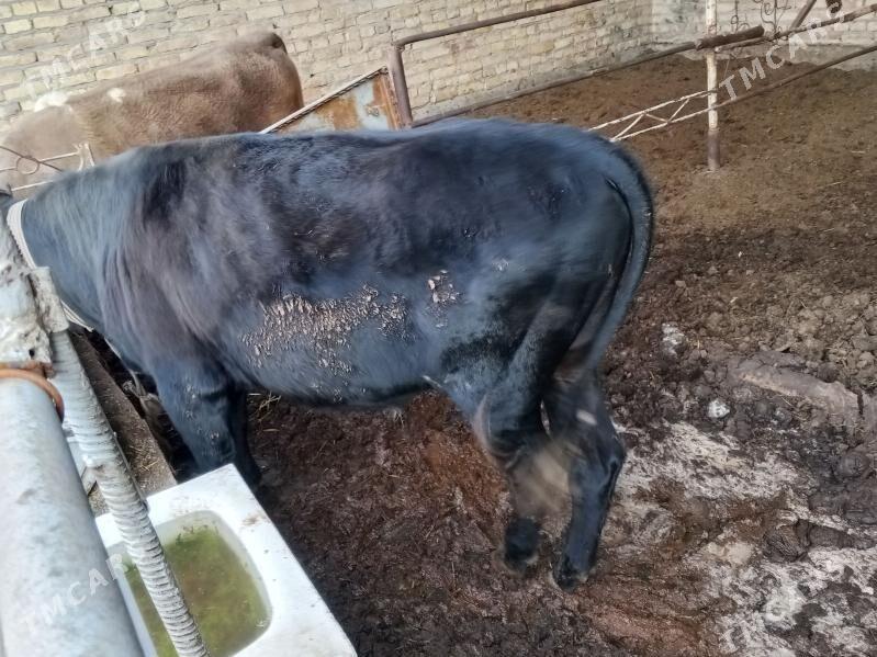 golyşteýn gatyş öküz - Туркменабат - img 1