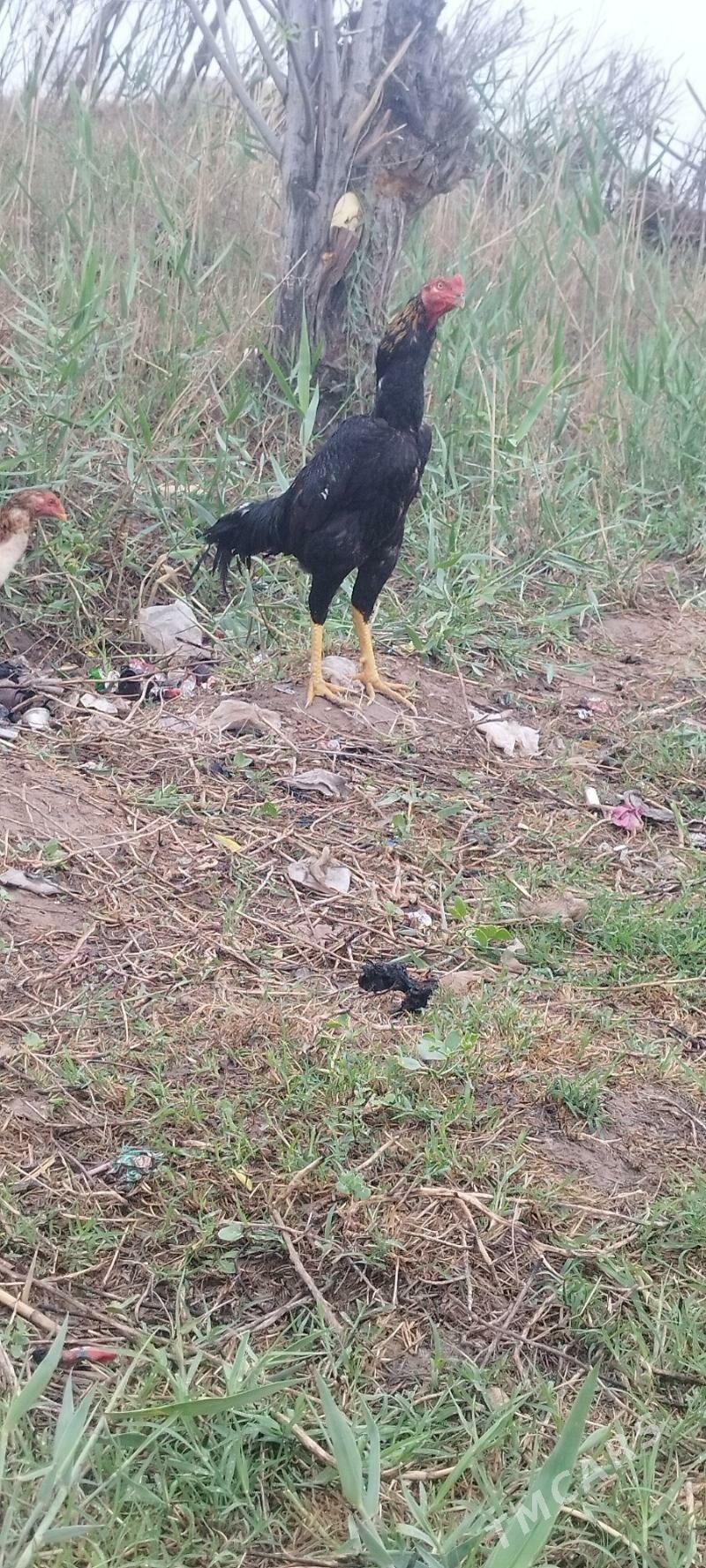 boyes - Hojambaz - img 1