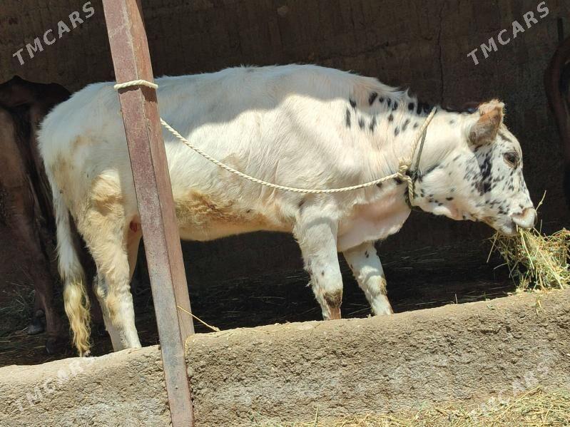 tohum tuwe - Gökdepe - img 1