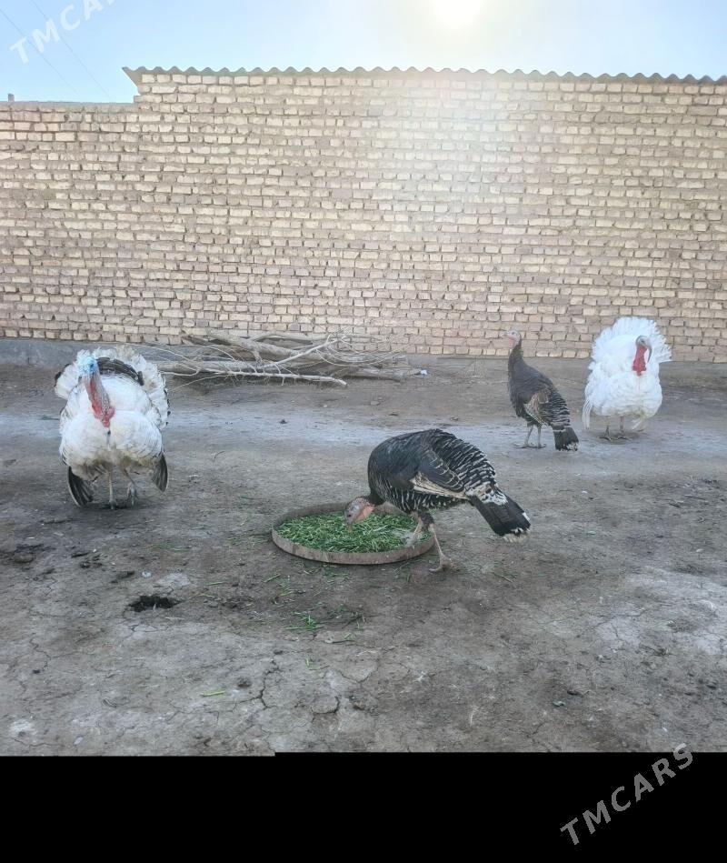 induk - Tejen - img 1