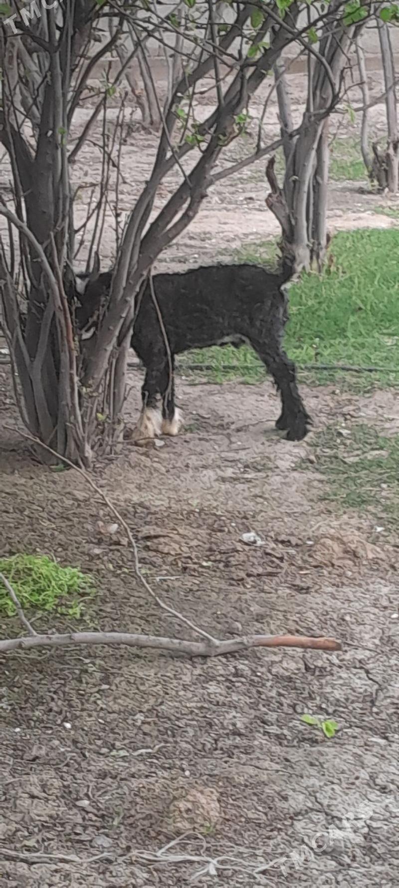 çebiş. - Бахарден - img 1