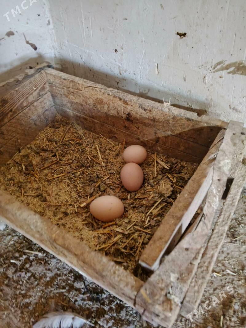 brama towuk yymrtgasy - Daşoguz - img 1