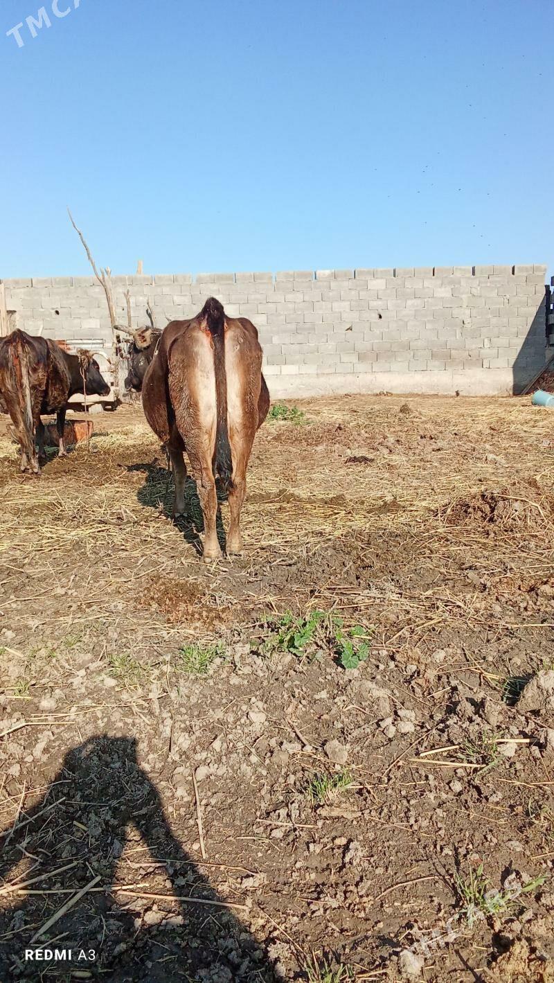 Göleli sygyr - Бахарден - img 1