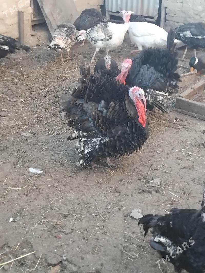 induk - Hitrowka - img 1