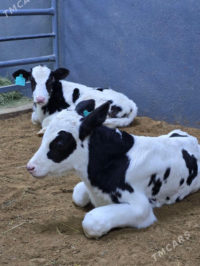 Golişdeyin ökuzçe - Köşi - img 1