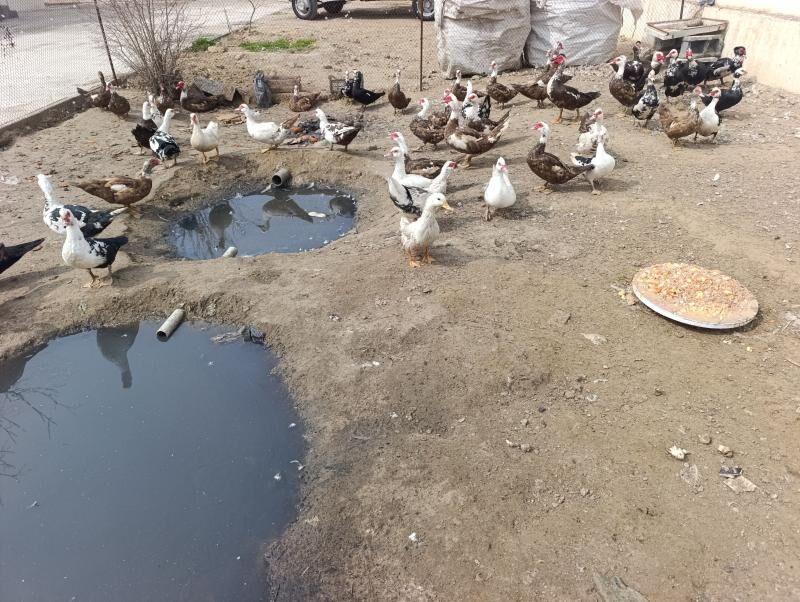 induwatka ördek - Гёкдепе - img 1