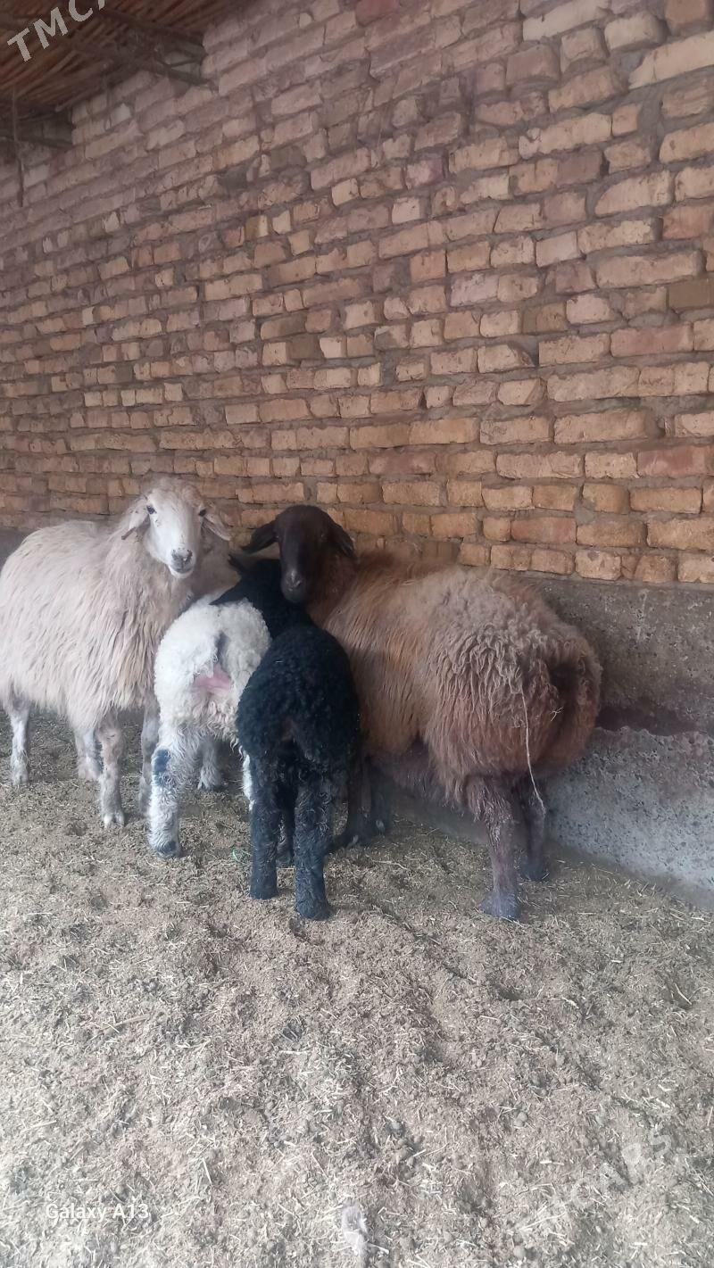 Goyun - Чарджоу - img 1