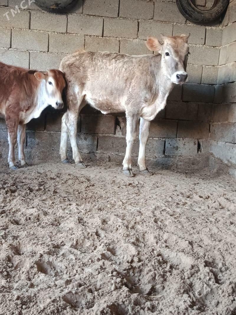 tuwe - Büzmeýin - img 1