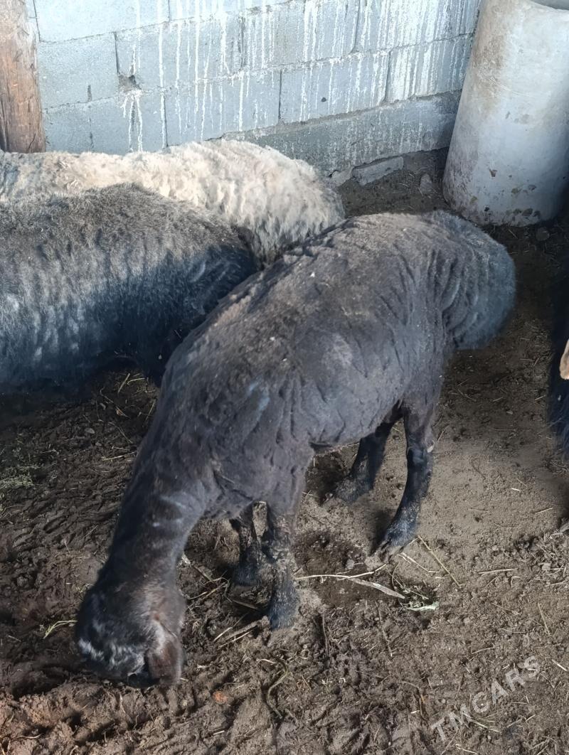 kisar goclar - Ашхабад - img 1