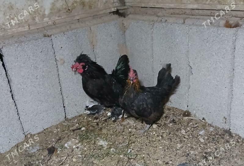 karlik - Анев - img 1