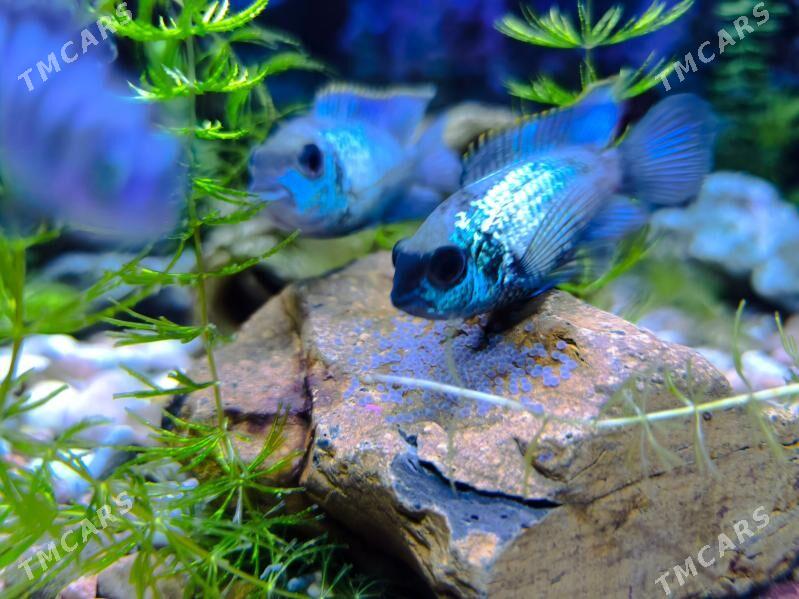 Nanakara neon blue - Podwoýski köç. (Bitarap Türkmenistan şaýoly) - img 1