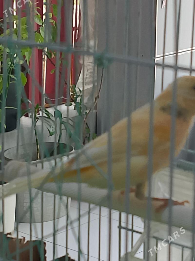 певчие канарейки - Туркменабат - img 1