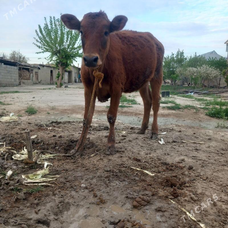 Tuwe - Bäherden - img 1