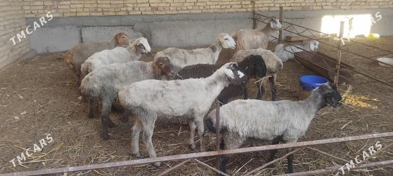 Goyun - Сакар - img 1