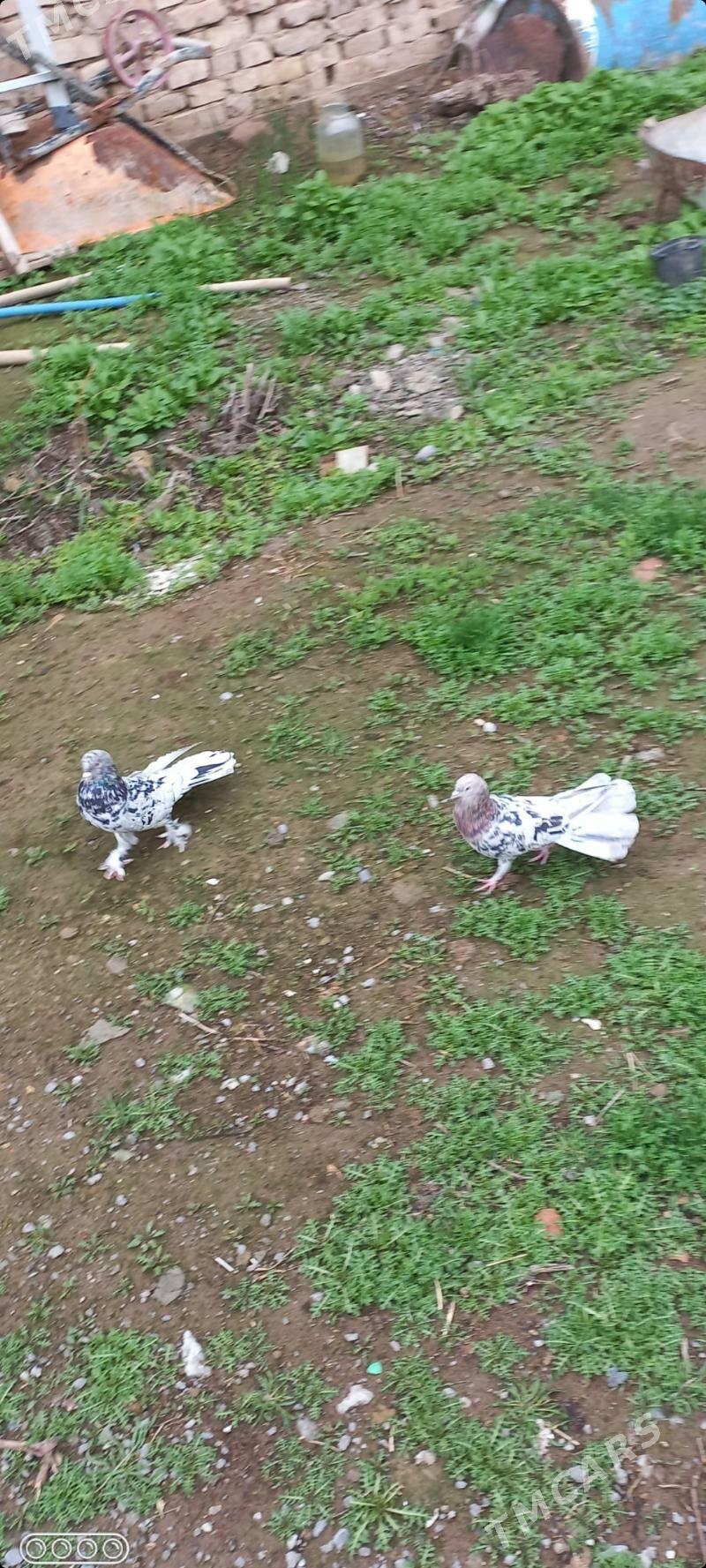 kepderi - Garadamak - img 1