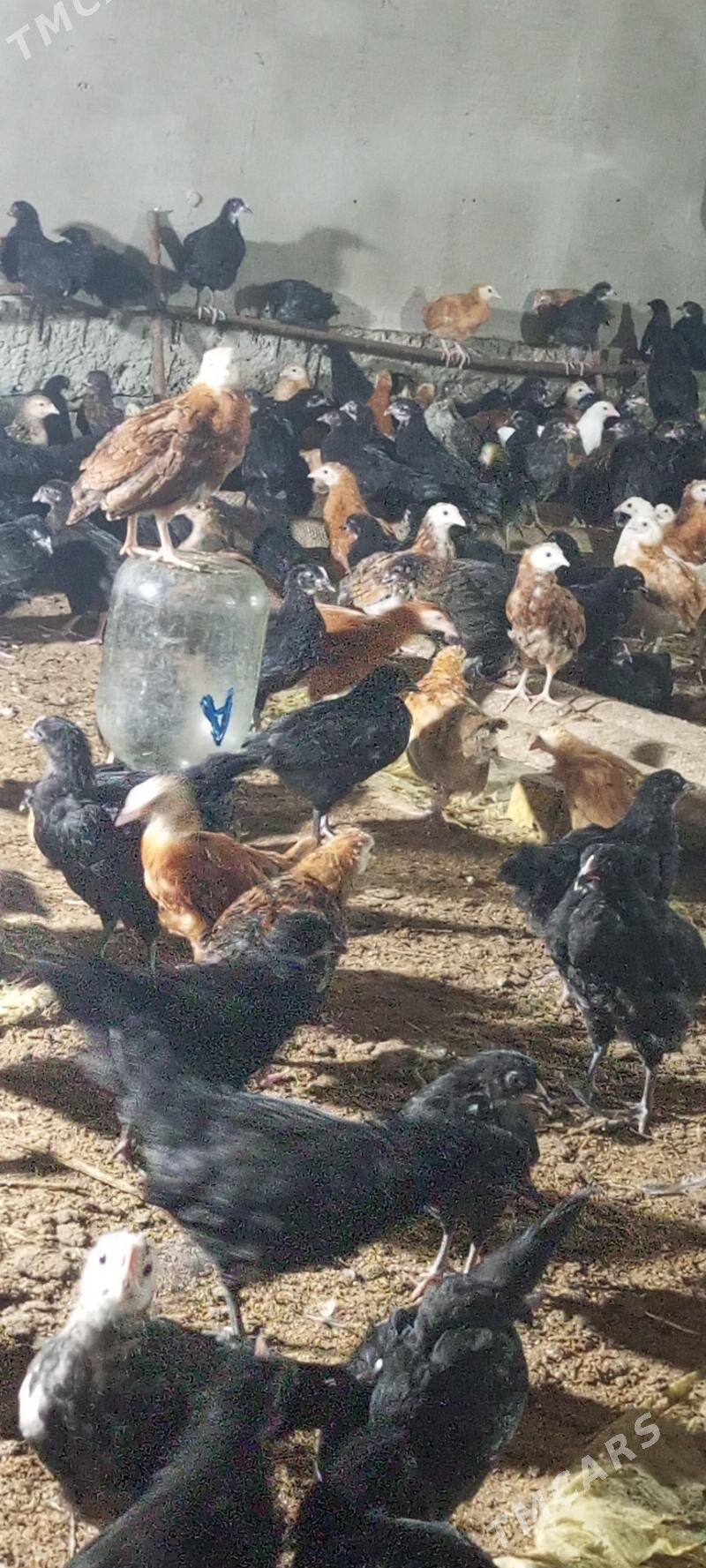 towuk jujeler - Murgap - img 1