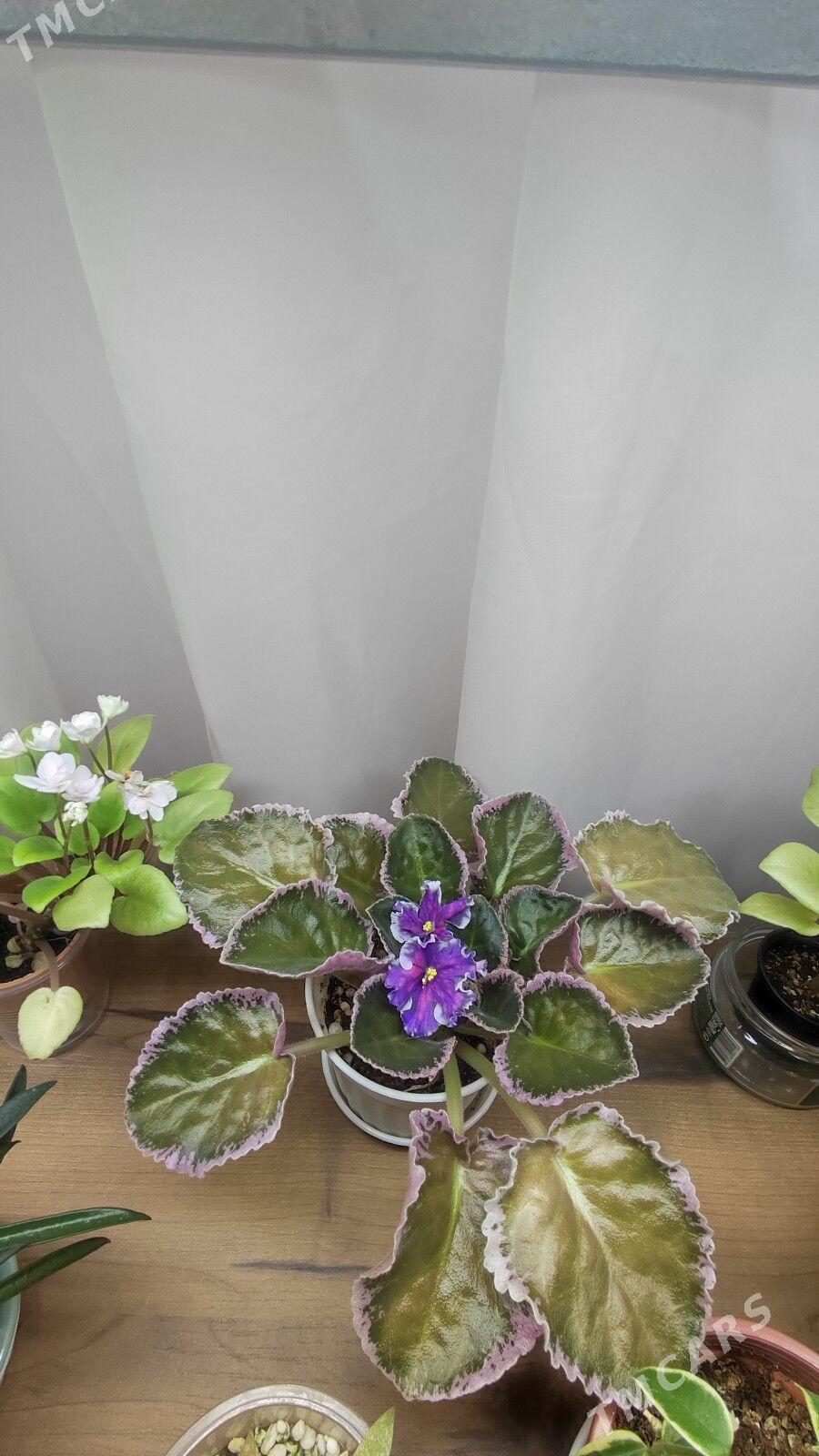 фиалка - Ашхабад - img 1