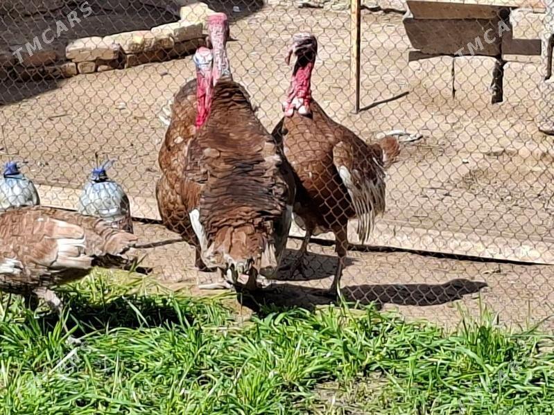 induk yumurtga - Gypjak - img 1