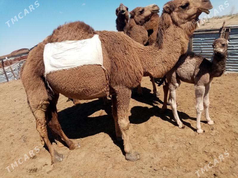 Duye - Balkanabat - img 1