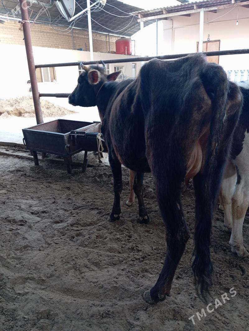 Göleli sygyr - Ашхабад - img 1