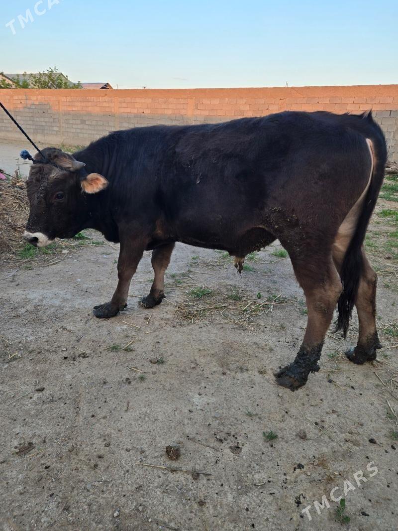 Ökuz - Бузмеин - img 1