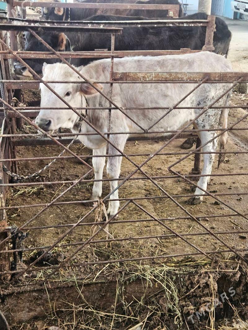 tuwe - Бахарден - img 1