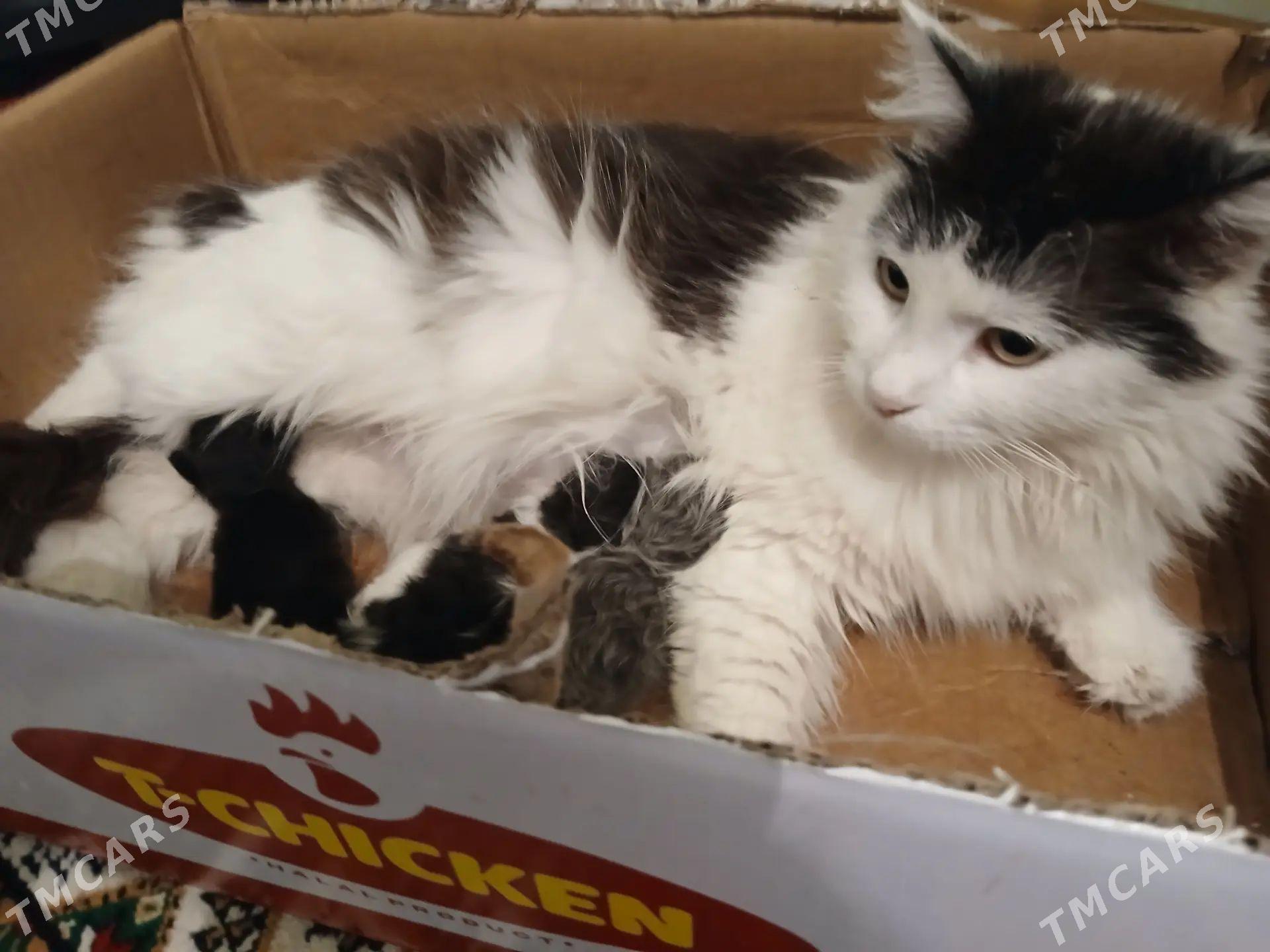 arassaja pisik - Howdan "W" - img 1