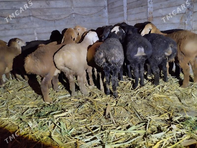 kuzy - Фарап - img 1